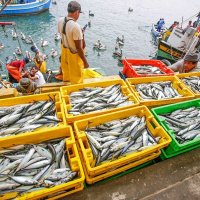مزایای سبدهای پلاستیکی در صنعت ماهیگیری